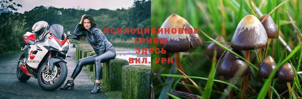 PSILOCYBIN Алзамай